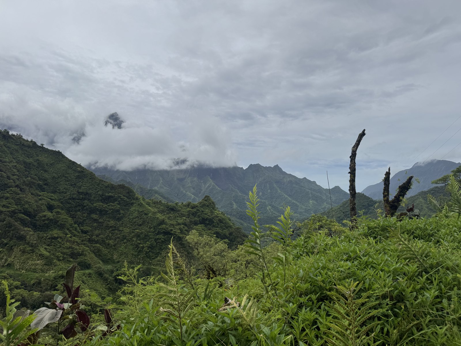 Low clouds wrapping lush green mountain ridgelines above dense ferns.