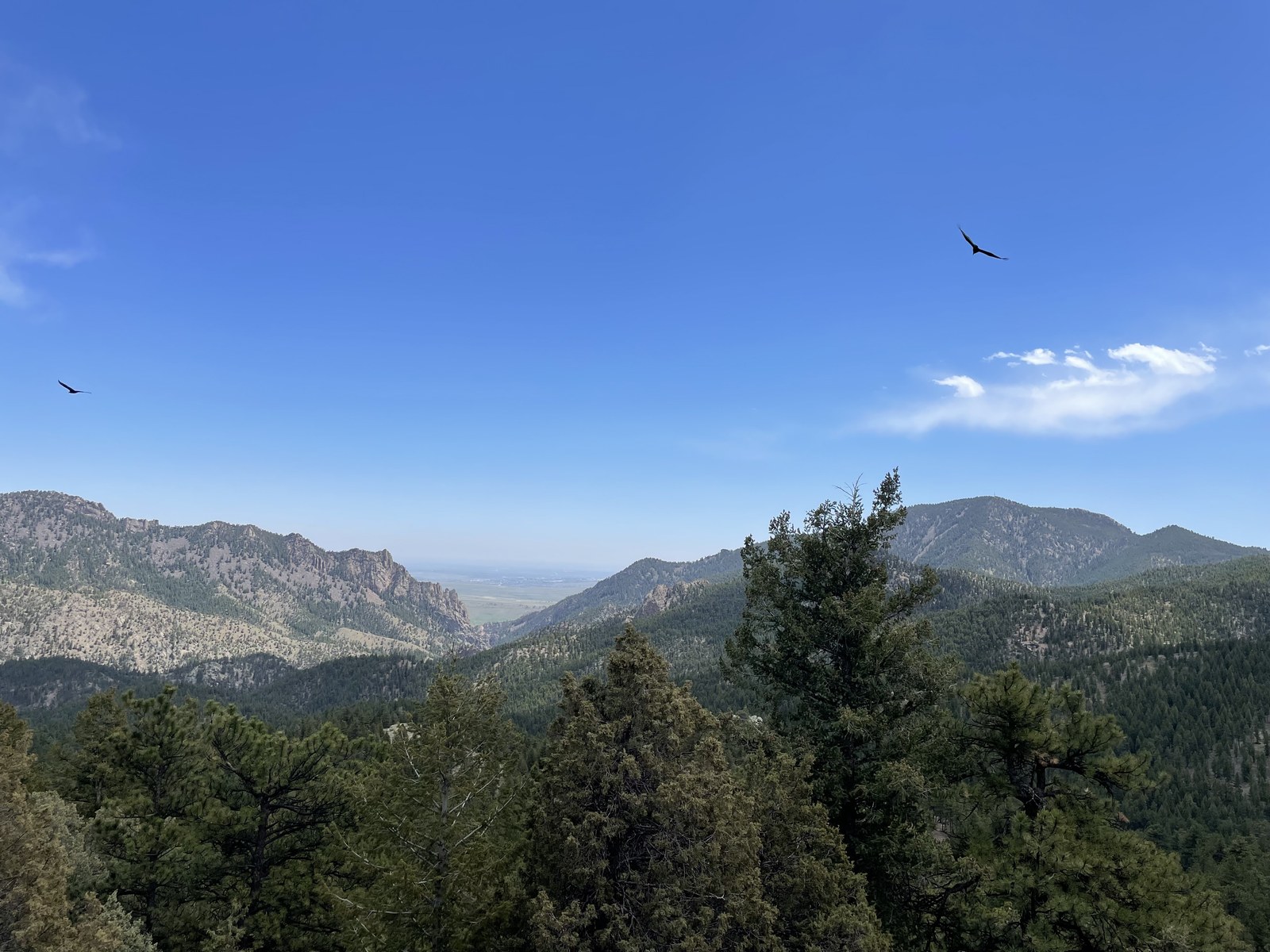 Two birds above pine-covered Colorado foothills under a wide blue sky.