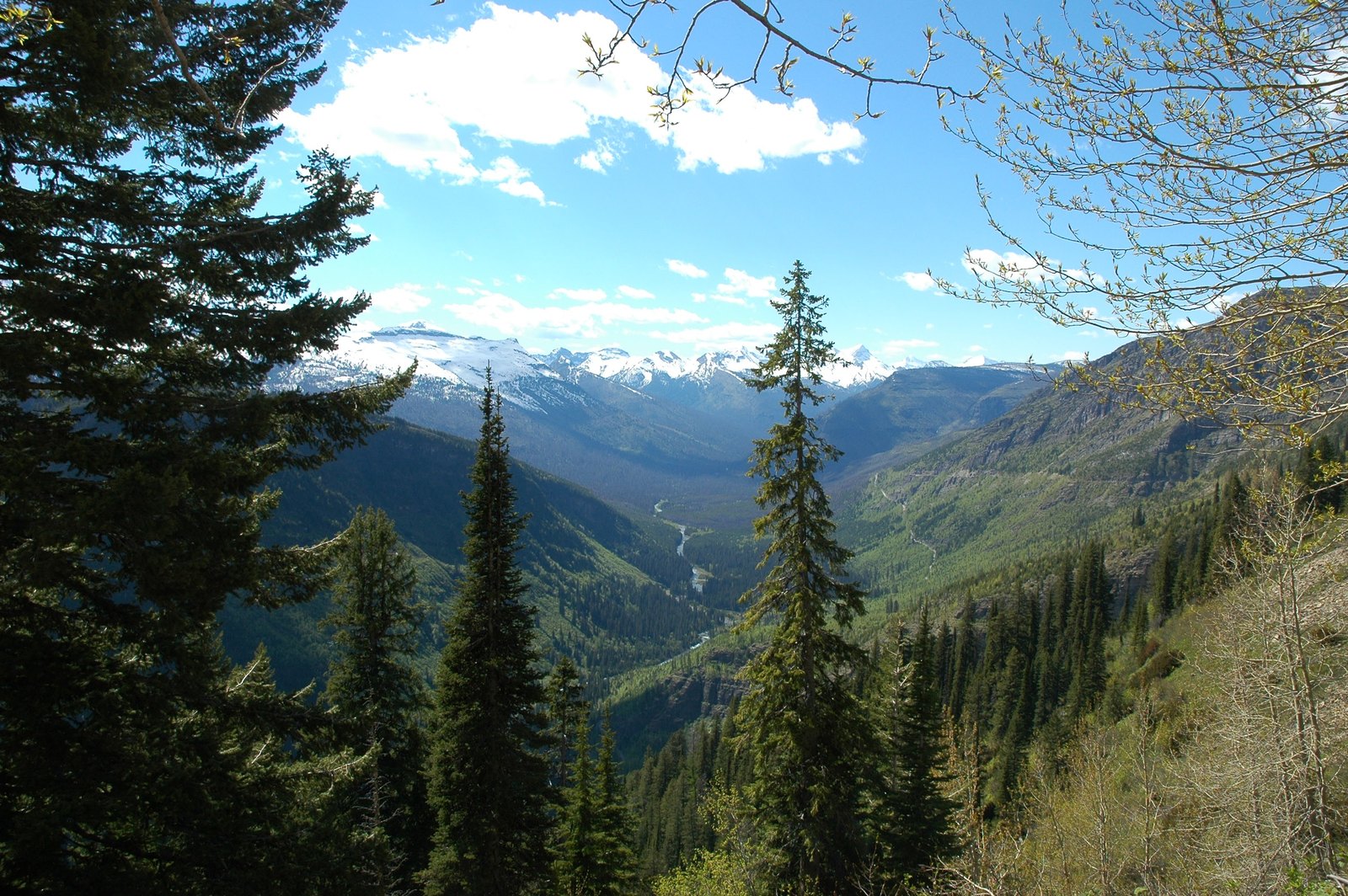 Snow-covered distant peaks and a deep wooded valley framed by pines and branches.