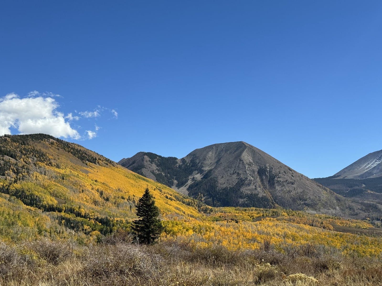 Golden aspen-covered slopes and a lone evergreen beneath rounded mountain peaks and a blue sky.