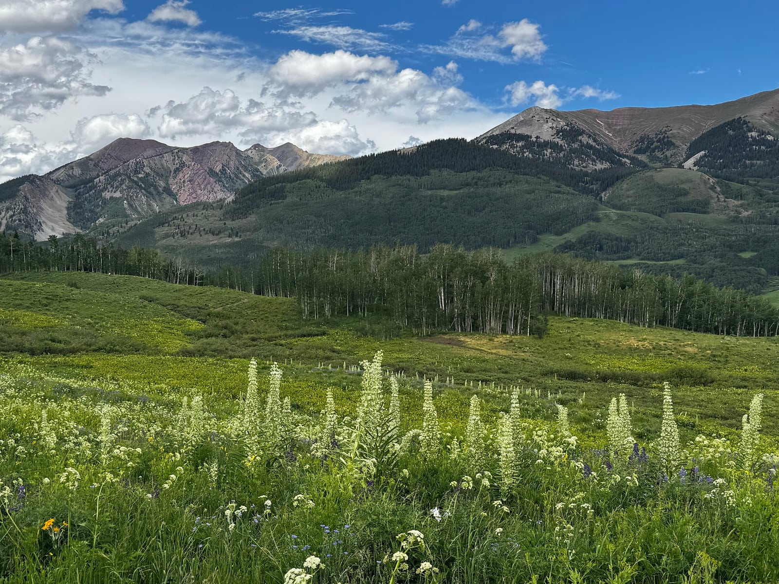 White wildflowers and a broad green meadow before forested slopes and rocky mountain peaks.