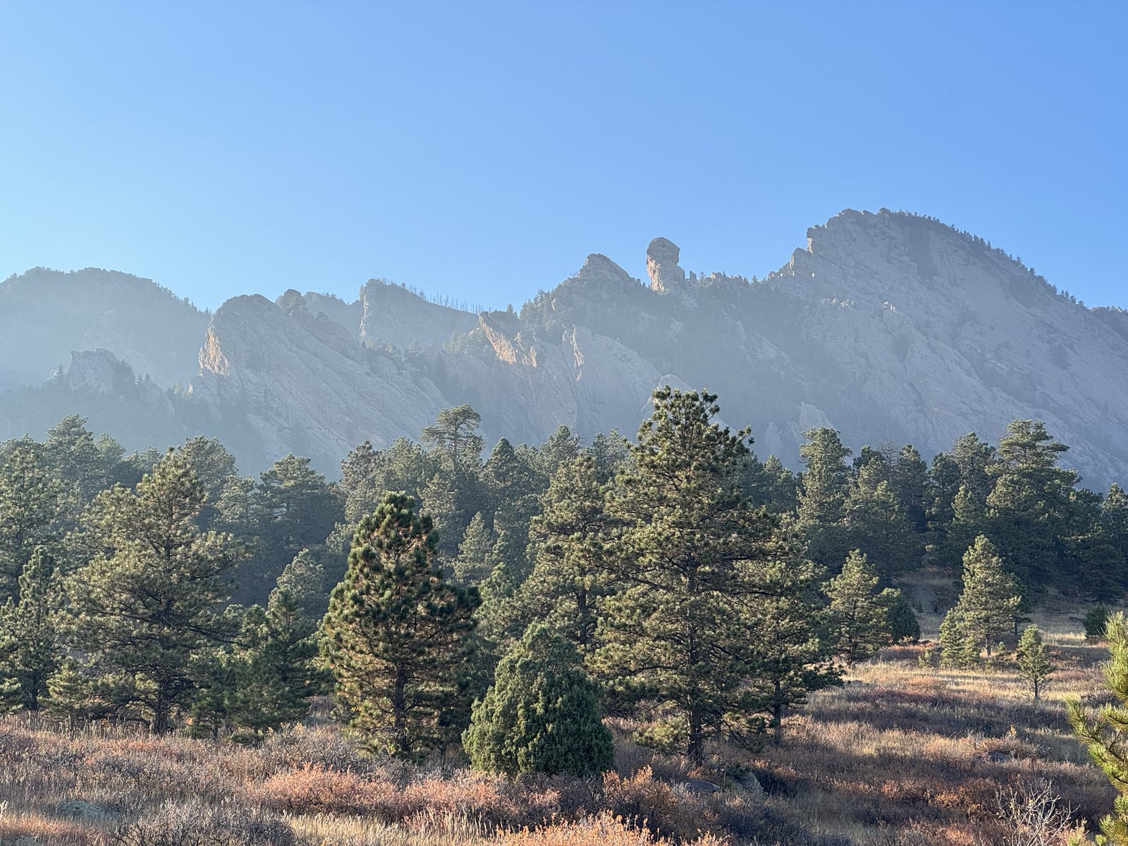 Pine trees and dry grasses beneath a pale jagged mountain ridge in soft light.