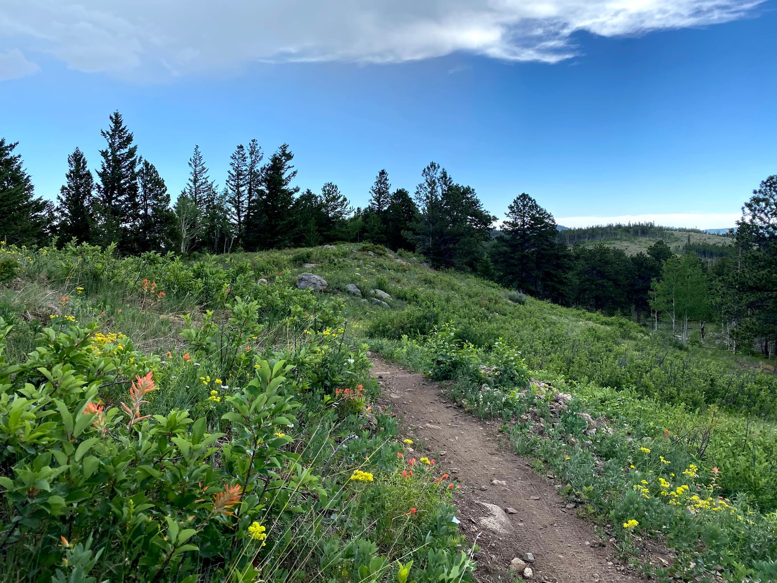 A dirt trail climbing through wildflowers toward a line of pines.
