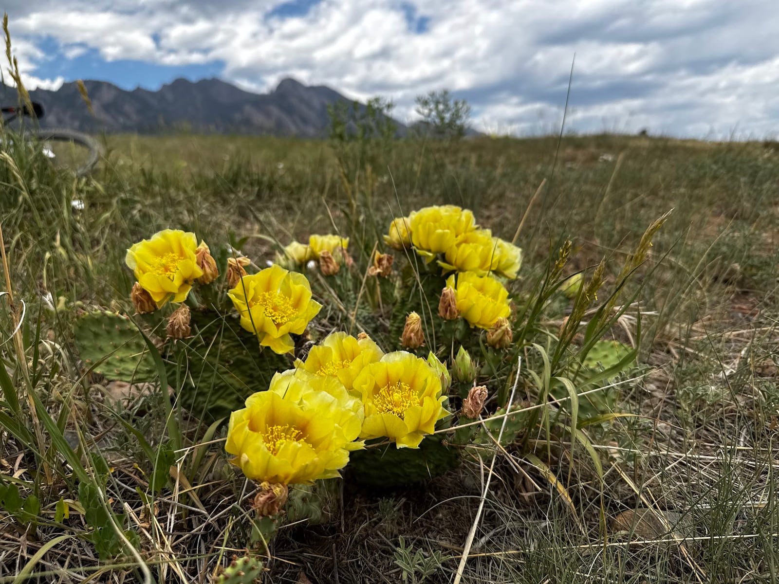 Bright yellow cactus flowers among grasses, with a rocky ridge and clouds in the background.